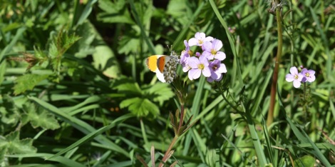 Long grass with flower and orange tip butterfly